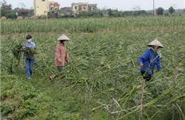 Tìm đường nâng cao đời sống nông dân - Bài 1: Trăm nỗi nhọc nhằn